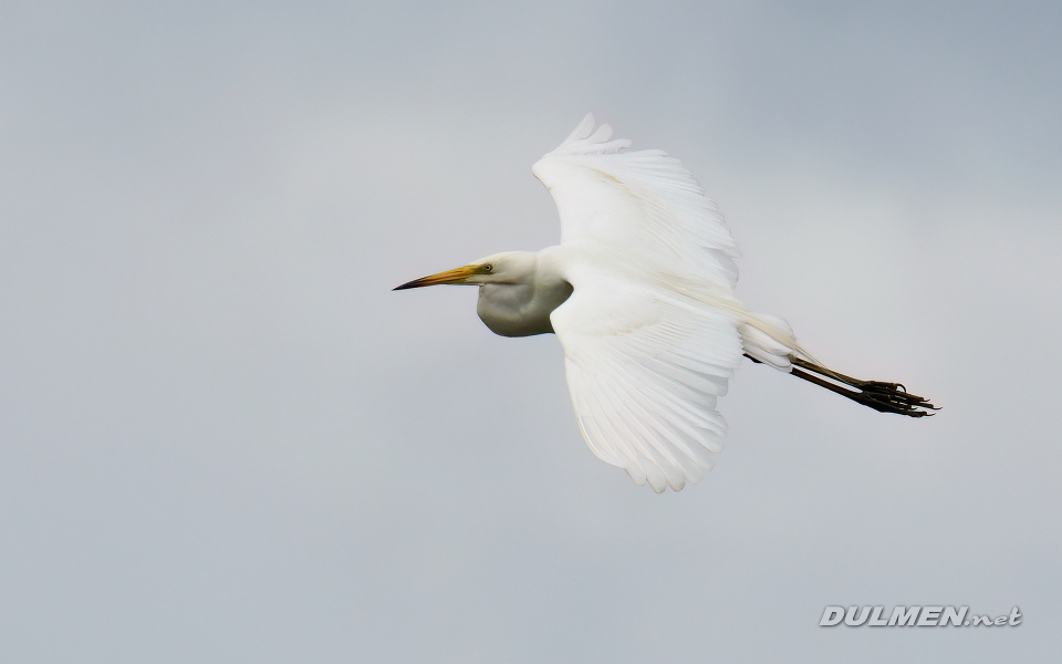 Great white egret (Ardea alba)